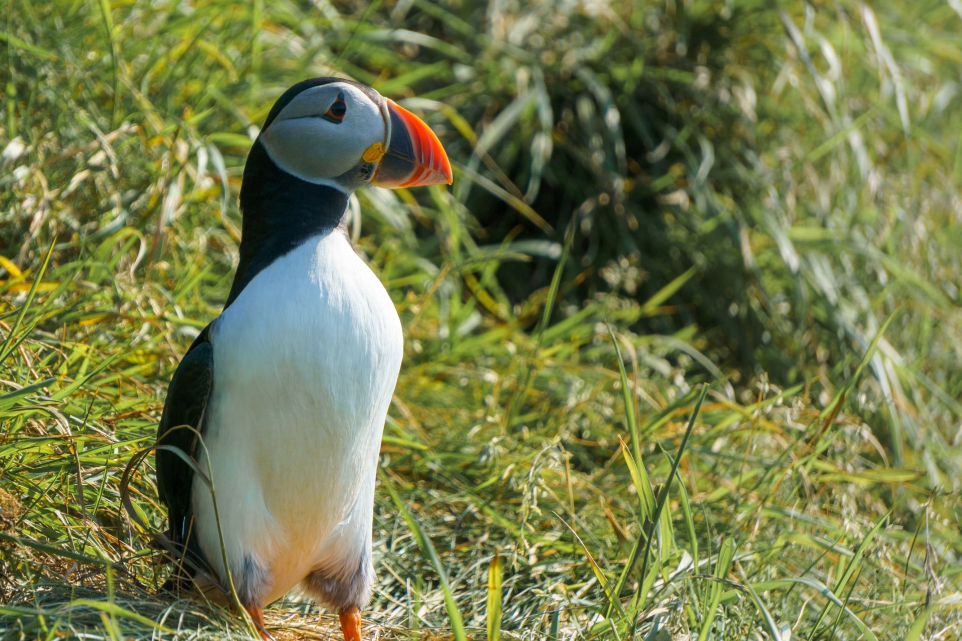 Puffin Argyll